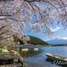 田貫湖の桜と富士山